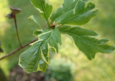 Quercus robur 'Argenteomarginata' - dub letní